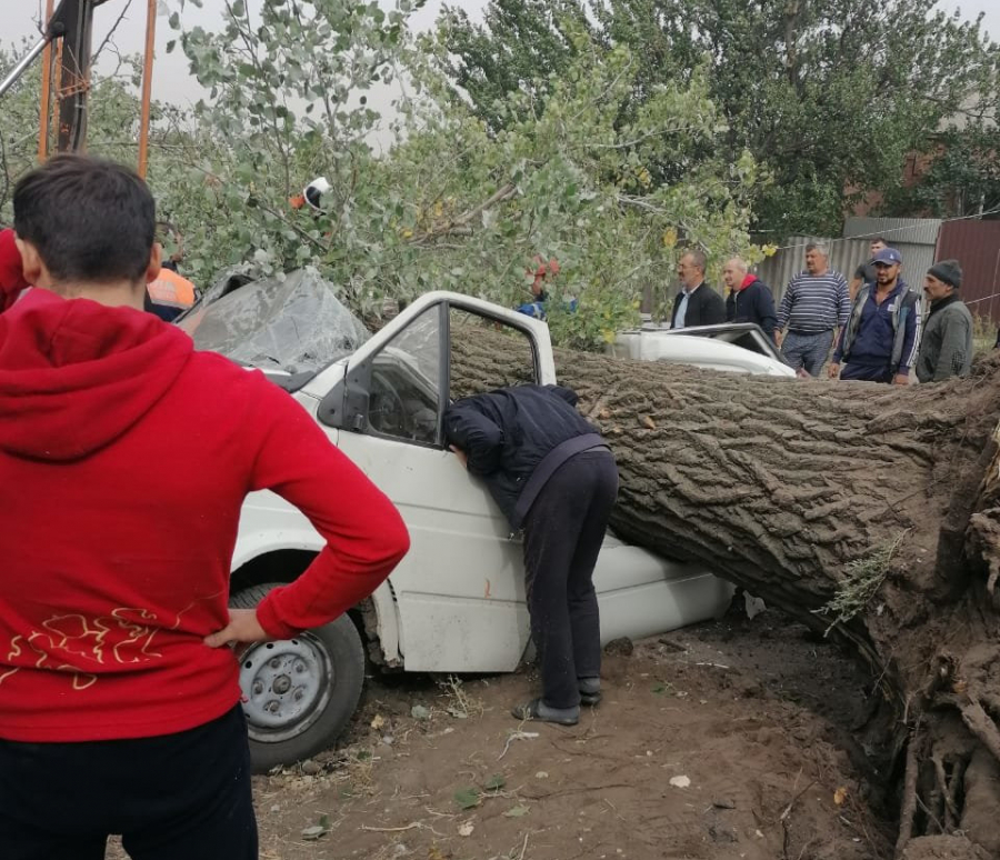 Два человека погибли в ст. Багаевской от упавшего на машину дерева