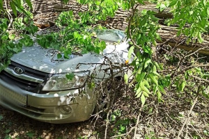 В Ростове ветер повалил огромное дерево на четыре автомобиля